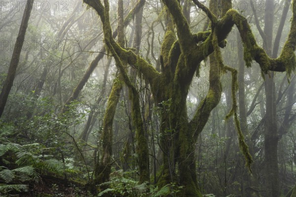 Laurel trees with mosses and lichens in the cloud forest. Foggy weather. Garajonay National Park,