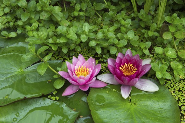 Red and pink water lilies (Nymphaea) on green leaves in a pond, duckweed, pink, Baden-Württemberg,
