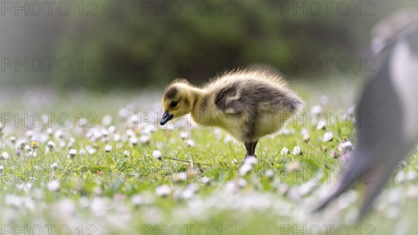 Canada goose chick (Branta canadensis) running through grass and daisies, looking for food,
