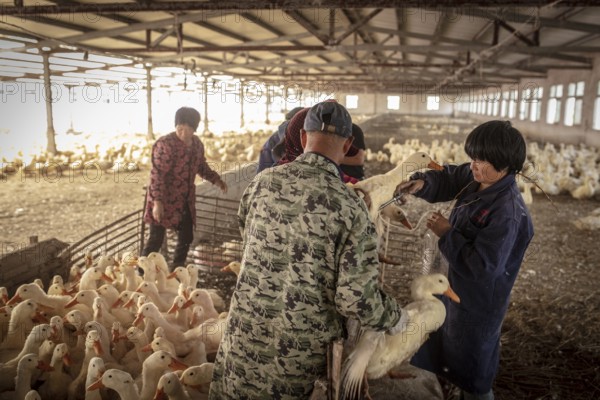 Ducks being vaccinated at the duck breeding centre Jiang Su Xiang Gui Breeding Co. Ltd, Xiang Shui