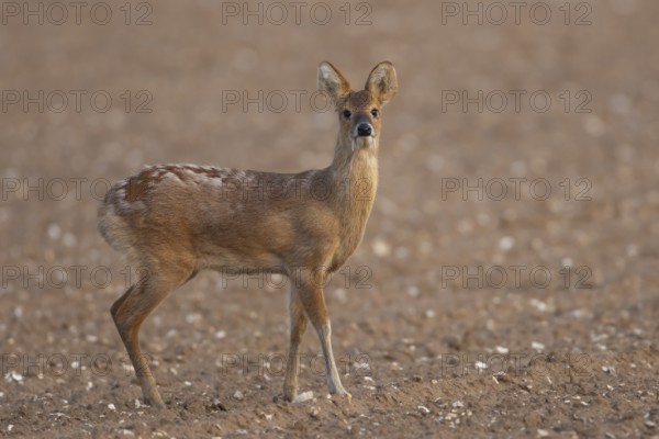 Chinese water deer (Hydropotes inermis) adult animal standing in a farmland field, England, United