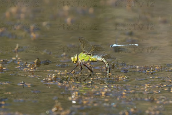 Emperor dragonfly (Anax imperator) adult female insect laying eggs in a pond in the summer,
