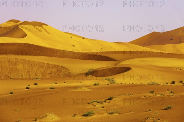 Wind-sculpted curved sand dunes in the Rub al Khali desert, Dhofar province, Arabian Peninsula,