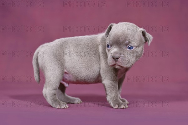 Cute young purebred French Bulldog puppy with long nose and tail in front of purple studio