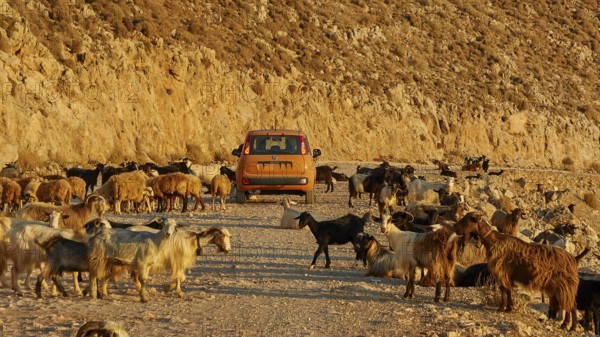 A car drives through a road with a herd of goats in a rocky coastal landscape, sheep (e) or goat
