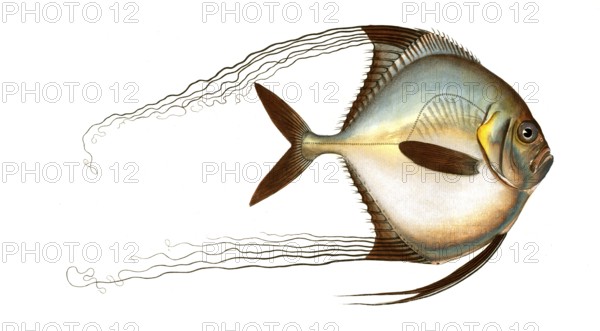 Fish, Fish, Fish genus from the Zeidae family, Zeus ciliaris, long-haired mirror fish, Historical,