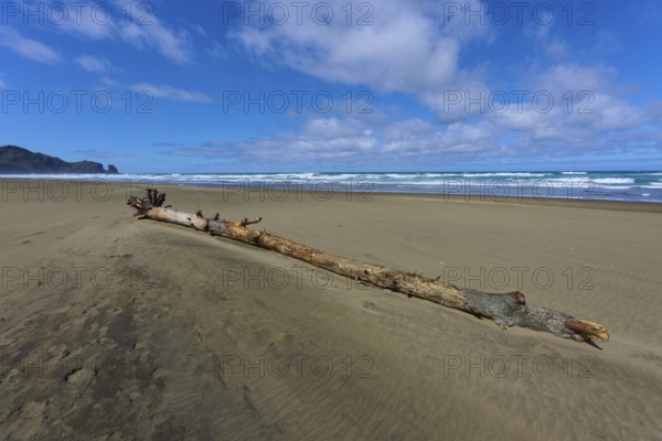 Driftwood on a sandy beach against a cloudy sky, Bethells Beach, Te Henga, Auckland, New Zealand,