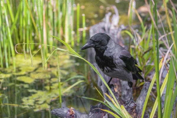 An adult hooded crow (Corvus cornix), sits on a branch in a garden pond
