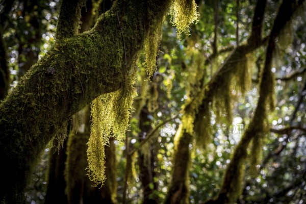 Laurel trees with mosses and lichens, Garajonay National Park, La Gomera, Canary Islands, Spain,