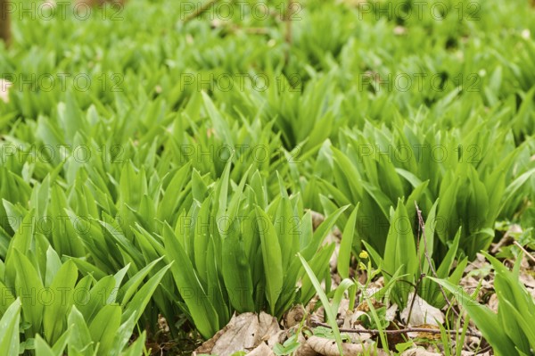 Wild garlic (Allium ursinum) growing in a forest in spring, Bavaria, Germany, Europe