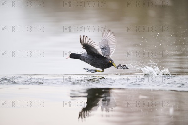 Eurasian coot (Fulica atra) starts flying on a lake, Bavaria, Germany, Europe