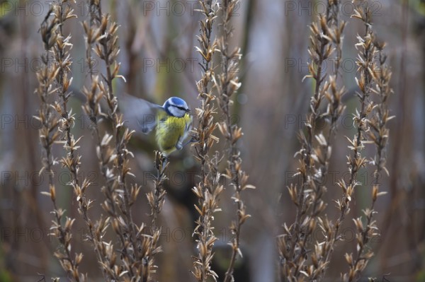 Great tit (Parus major) at the seed head of an evening primrose, Bavaria, Germany, Europe