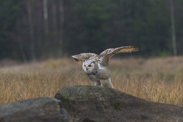One Siberian Eagle Owl (Bubo bubo sibiricus) landing on a rock between tall reed grass lakeshore on