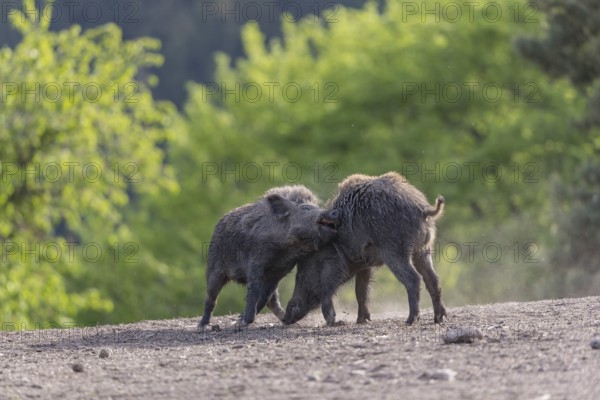 Two young wild boar or wild pig (Sus scrofa), play fighting on an opening, with a green forest in