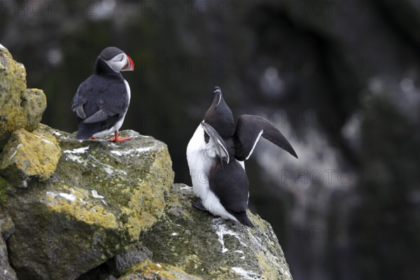 One Razorbill (Alca torda) standing on a coastal cliff in Latrabjarg, Iceland. A puffin in the