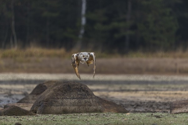 One Siberian Eagle Owl (Bubo bubo sibiricus) flying over a dry lakeshore on an autumnal misty cold