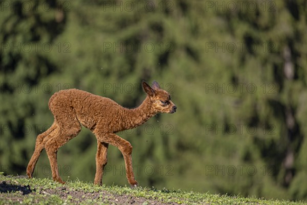 Brown female Alpaca (Vicugna pacos) with her newborn standing in green grass, with a green forest
