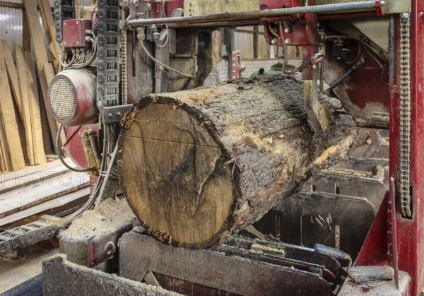Solingen, North Rhine-Westphalia, Germany - Oak logs on the bandsaw in the sawmill, construction
