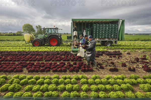 Soest, Sauerland, North Rhine-Westphalia, Germany - Vegetable cultivation, harvest helpers