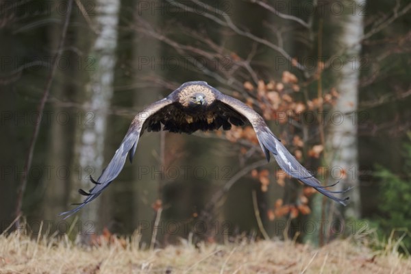 Golden eagle in flight (Aquila chrysaetos) Bavaria, Germany, Europe