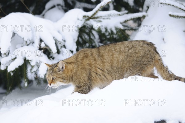 Wildcat crossing a snow-covered fir forest, European wildcat (Felis silvestris), Germany, Europe