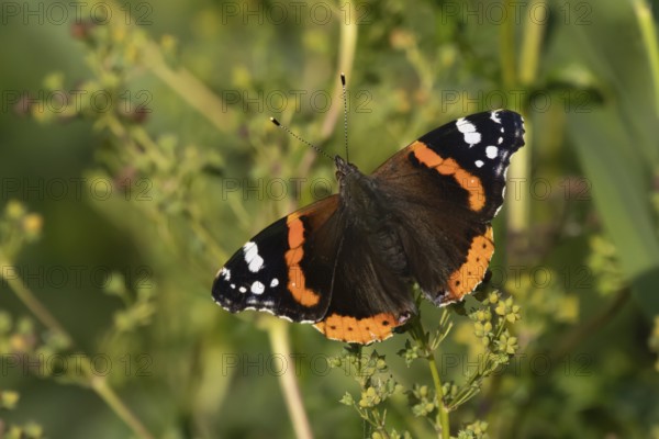 Red admiral butterfly (Vanessa atalanta) adult insect resting on a plant leaf in the summer,