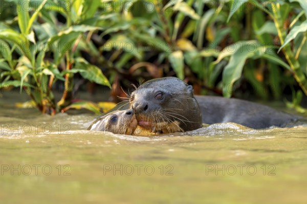 Two giant otters (Pteronura brasiliensis), North Pantanal, Corumbá, Paiaguás, Mato Grosso do Sul,
