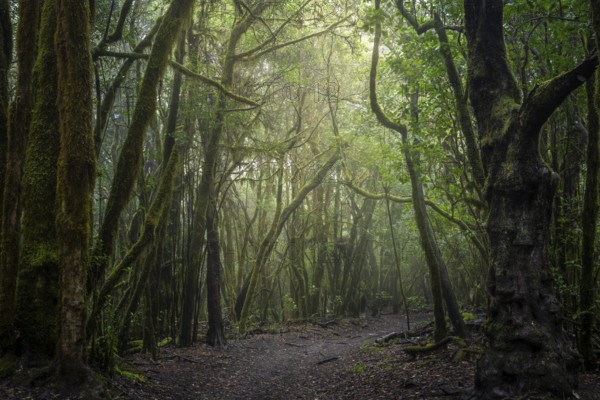 Hiking trail in the laurel forest. Trees with moss and lichen. Garajonay National Park, La Gomera,