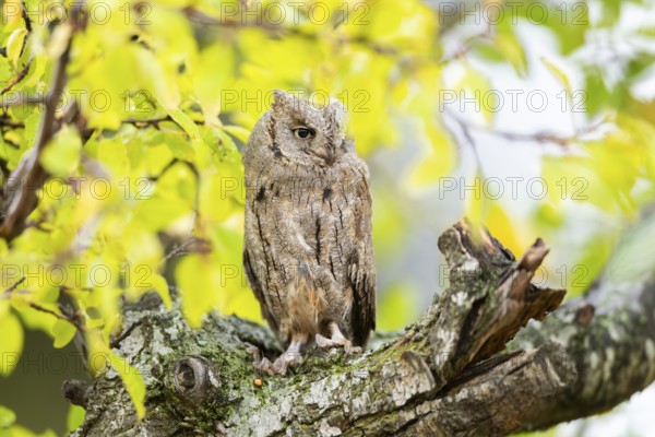 Eastern screech owl (Megascops asio) or Eastern screech-owl, captive, sitting on a branch with