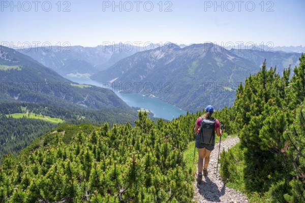 Hiker on a hiking trail between mountain pines, Unnütz crossing, Brandenberg Alps, Tyrol, Austria,