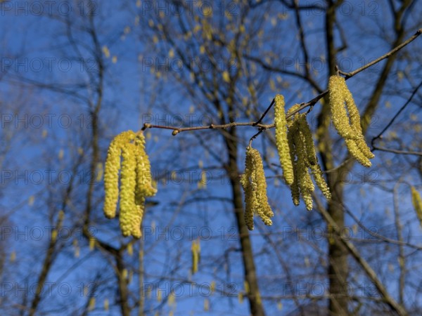 Flowering Common hazel, Hazelnut bush, Hazel bush, Drateln, Hagnuss, Common hazel, Common hazelnut,