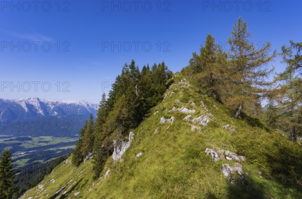 Mountain forest on the way to the Einberg with a view of the Lammertal and Tennengebirge, Postalm,