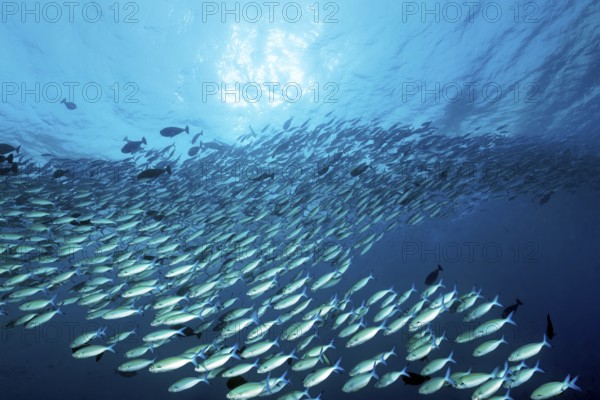 Large shoal of multistriped fusiliers (Caesio varilineara), large, backlit by the sun, Great