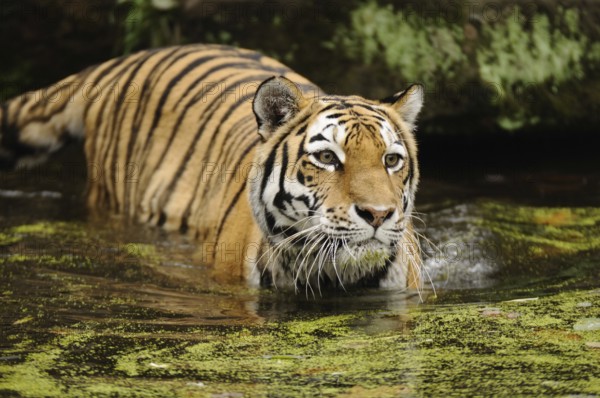 Tiger in water, concentrated and in tense posture, Siberian tiger (Panthera tigris altaica),