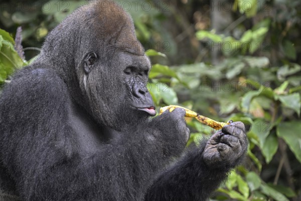 Western lowland gorilla (Gorilla gorilla gorilla) peeling a banana, Réserve Lésio-Louna nature