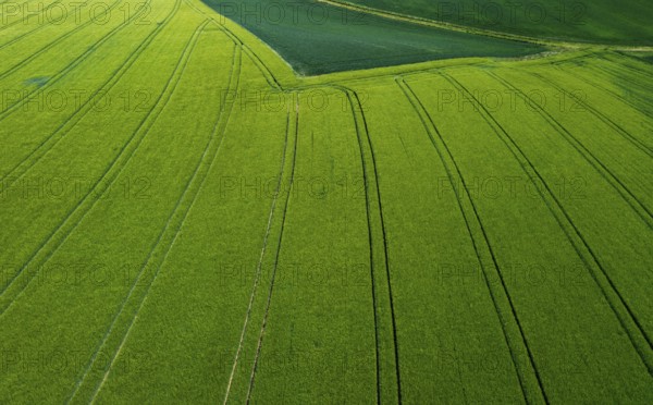 Drone image, grain field with lanes on the field, from above, agriculture, Innviertel, Upper