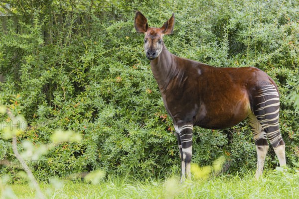 An adult okapi (Okapia johnstoni) stands in the middle of green bushes and eats the leaves