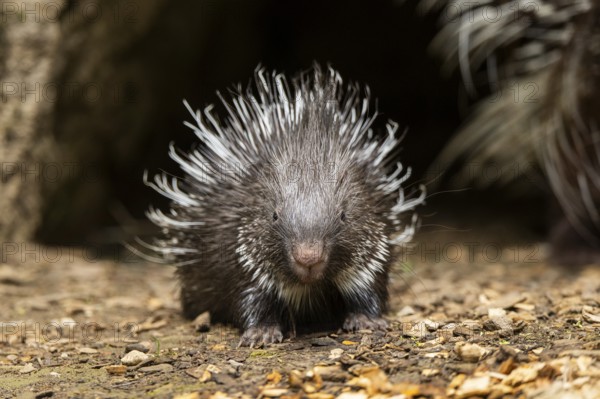 Old World porcupines (Hystrix cristata), youngster, Germany, Europe