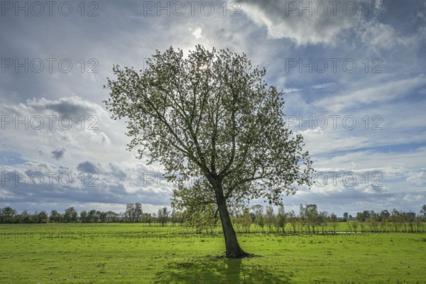 Meadows, Havel floodplain north of Phöben, Brandenburg, Germany, Europe