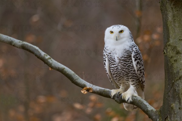 Snowy owl on branch (Bubo scandiacus) captive, Czech Republic, Europe