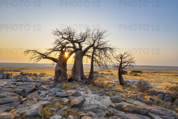 African baobab (Adansonia digitata), several trees at sunrise, sun star, Kubu Island (Lekubu), Sowa