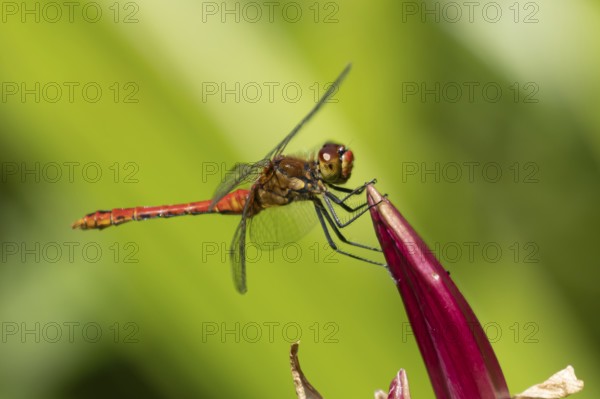 Ruddy darter dragonfly (Sympetrum sanguineum) adult male insect resting on a garden lily flower,