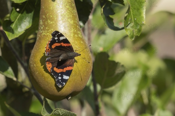 Red admiral butterfly (Vanessa atalanta) adult insect resting on a pear fruit on a tree in a garden