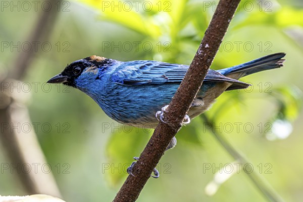 Golden-naped tanager (Chalcothraupis ruficervix), Mindo Forest Reserve, Mindo, Ecuador, South