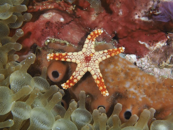 Small orange starfish, pearl starfish (Fromia monilis), surrounded by colourful corals and