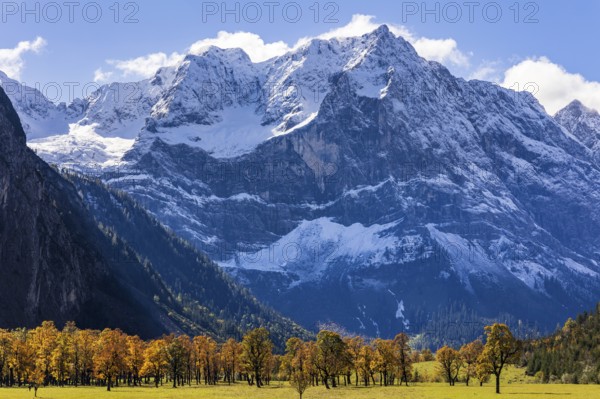 Maple trees in front of snow-covered mountains, autumn colours, sunny, Engalm, Großer Ahornboden,