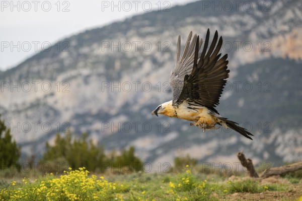 Bearded Vulture (Gypaetus barbatus) adult bird in flight with mountains in the backround, Pyrenees,