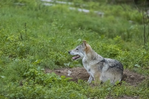 One adult male eurasian gray wolf (Canis lupus lupus) lies in a hollow in a green meadow, snapping