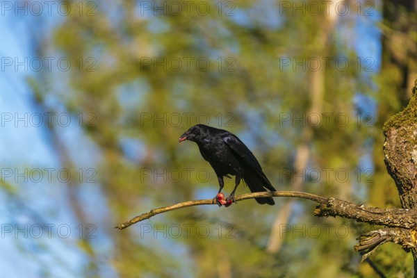 One carrion crow (Corvus corone), sitting high up in a tree in bright sunlight with a blue sky in
