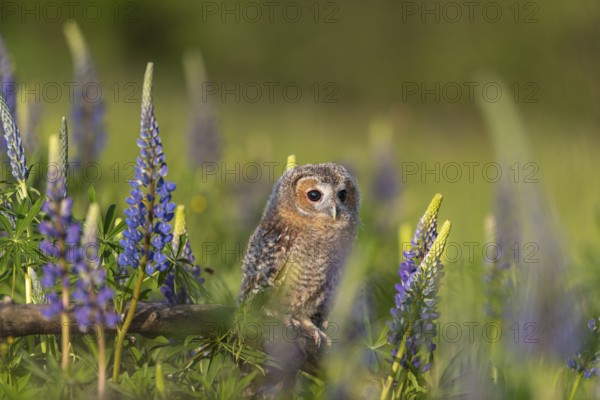 One young Ural owl (Strix uralensis) sitting on a branch lying in a field of flowering lupines in